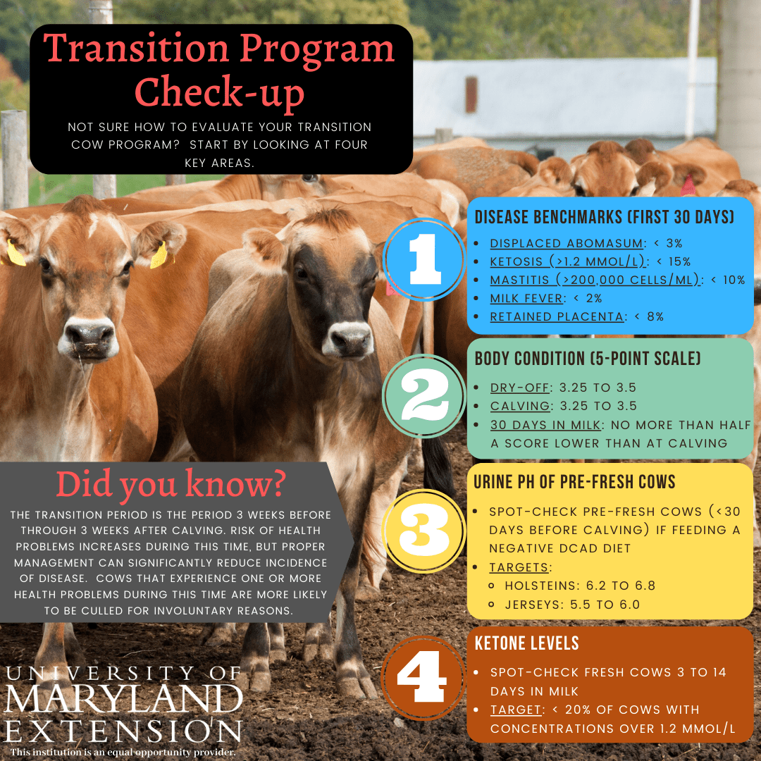 Infographic-Assessing the Transition Cow Program