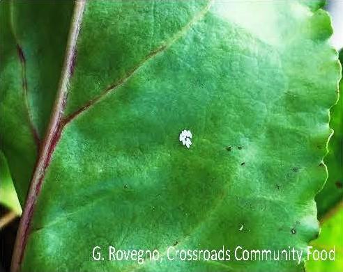 Leafminer eggs are white and laid on underside of leaf