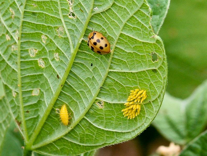 Eggs, larva, and adult Mexican bean beetle