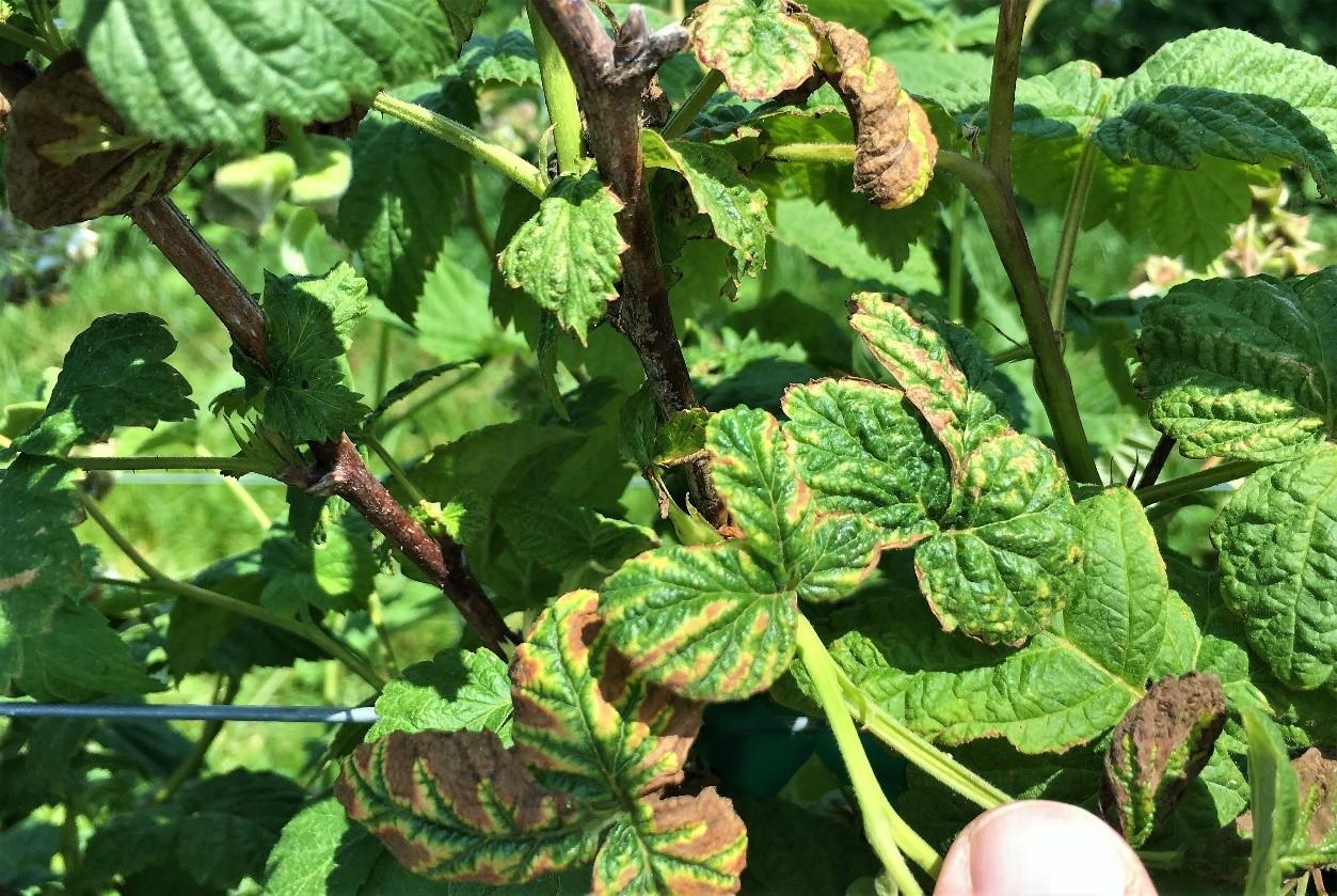 Moderate to heavy broad mite feeding damage to raspberries