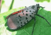 Spotted Lanternfly Adult Closed Wings