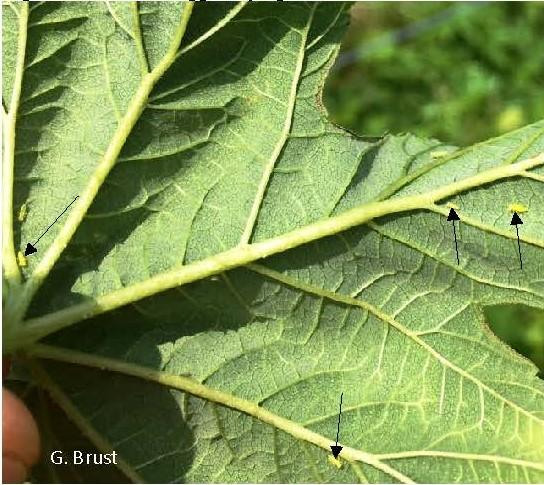 Fig. 4 Potato leaf hopper nymphs