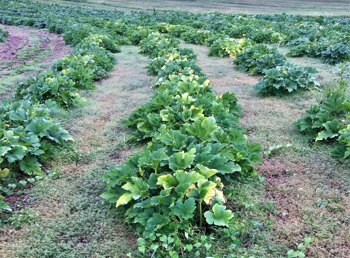 Pumpkins with bright yellow leaves damaged from squash vine borer
