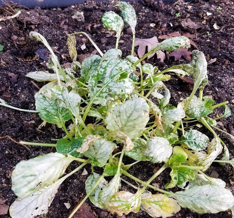 Red legged winter mite damage to spinach