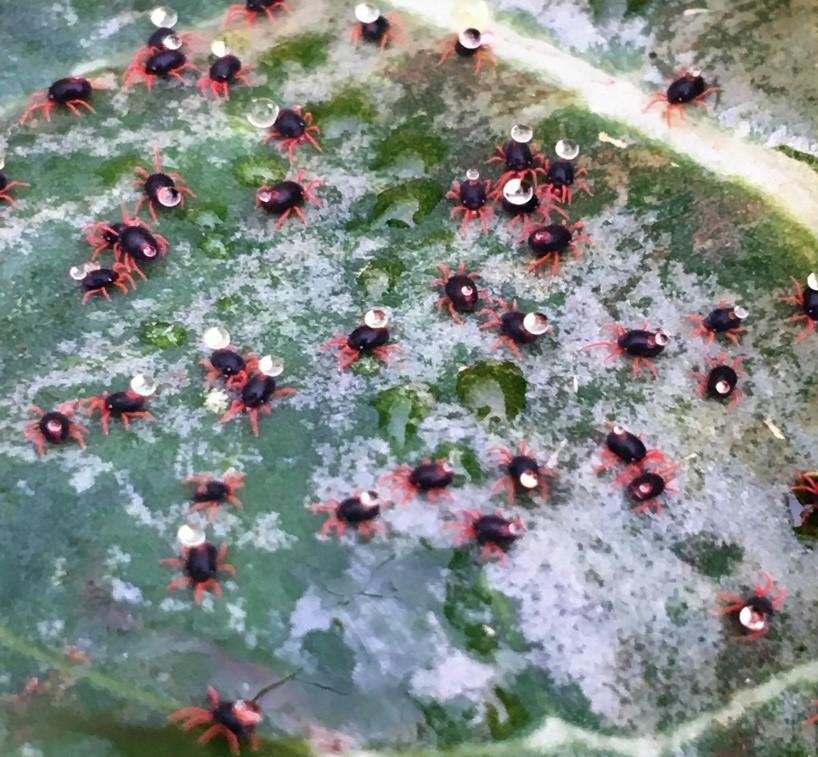 Red legged winter mites 
