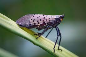 Spotted Lanternfly Adult wings closed