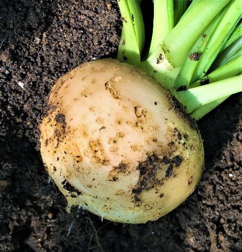 Seed maggot damage to turnip bulb