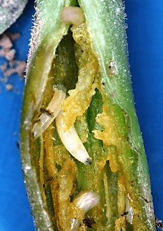 Seed maggots in stem of plant