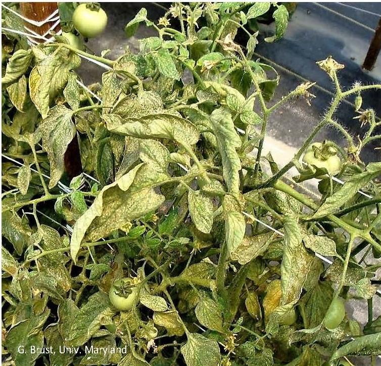 Severe TSSM damage to tomato-loss of flowers and chlorophyll 