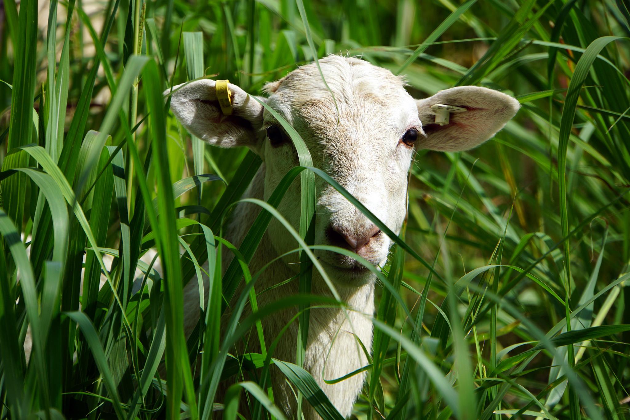 Lamb grazing at the Western Maryland Research and Education Center