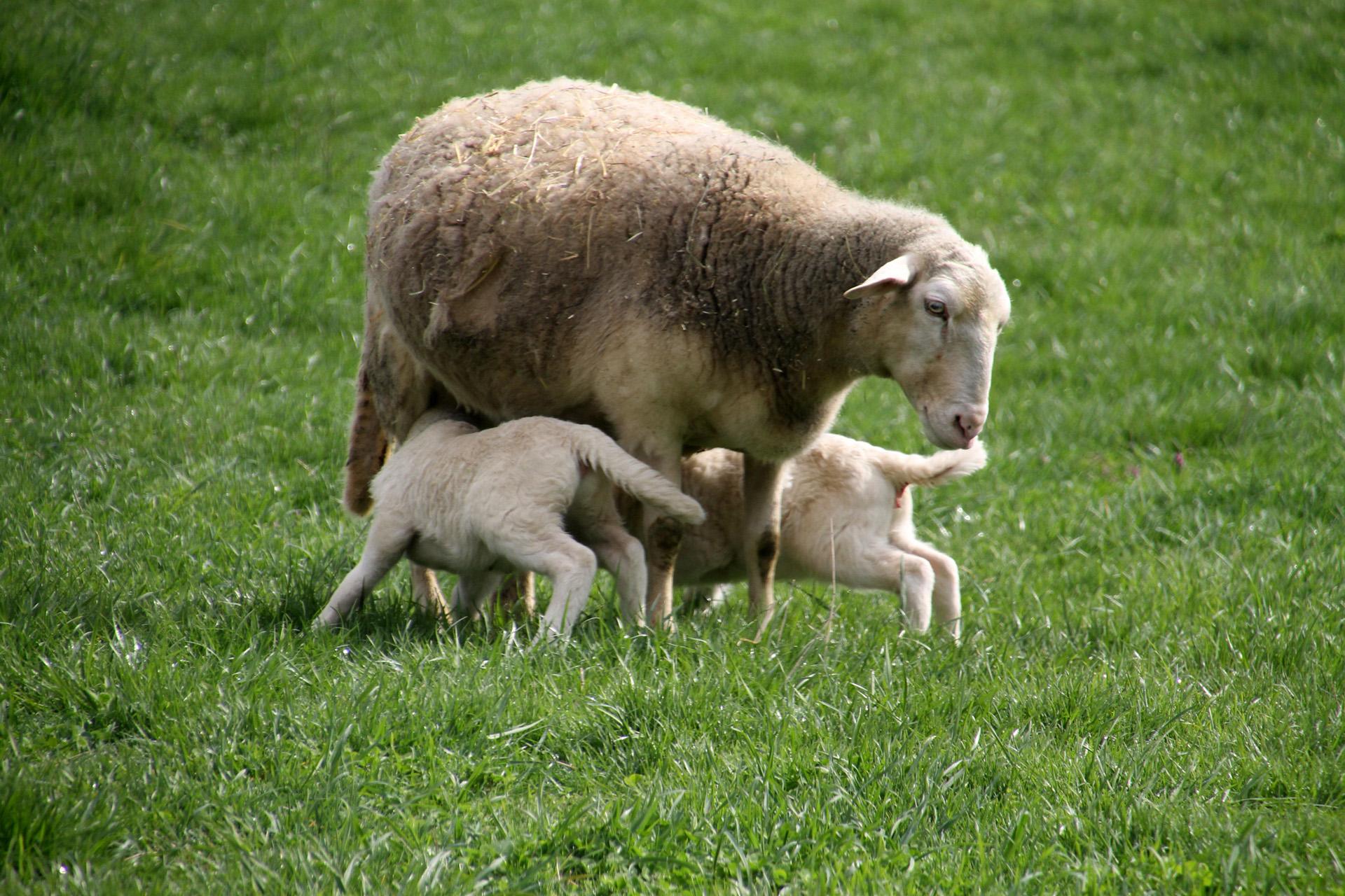 Ewe with her lambs