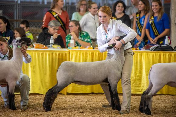 Sheep Show