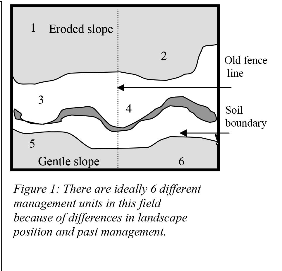 Soil Sampling Procedures For Nutrient Management | University Of ...