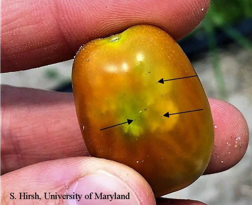 In the center of each cloudy spot is a tiny black dot where stinkbug mouthparts penetrated into the tomato