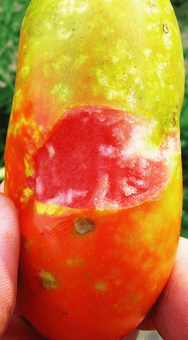 Stinkbug feeding causing cloudy spot on tomato fruit