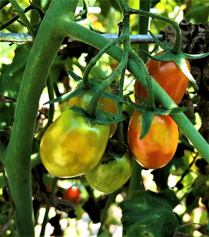 Stinkbug injury to grape tomatoes, white when tomato is green turning yellow as fruit ripens