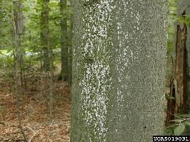 scale infestation on beech tree trunk