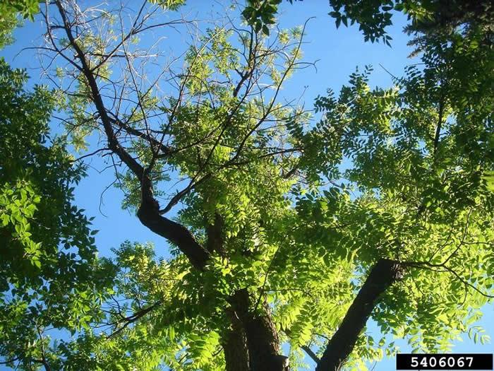 thousand cankers disease on walnut tree