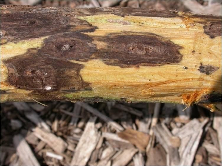 Walnut Twig Beetle: causes Thousand Cankers Disease