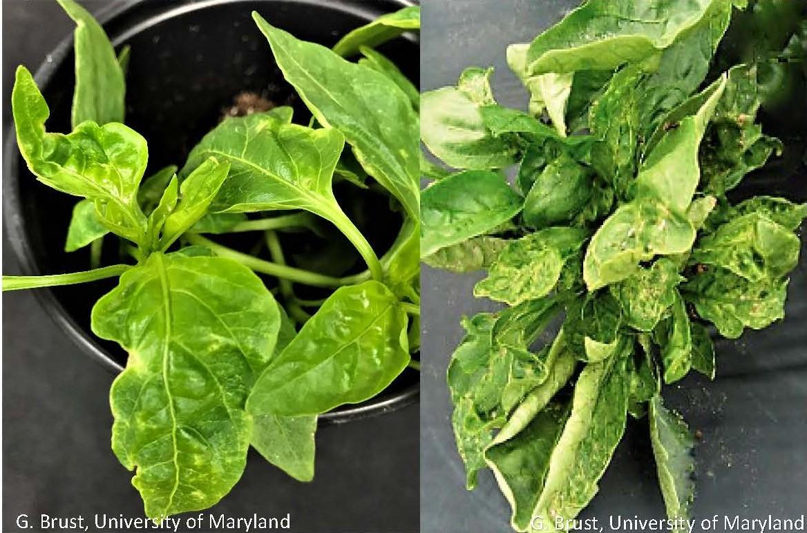 Thrips feeding damage on pepper (left) and pepper plant with TSWV (right) 