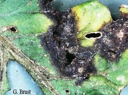 Tomato leaf with old flea beetle feeding and early blight