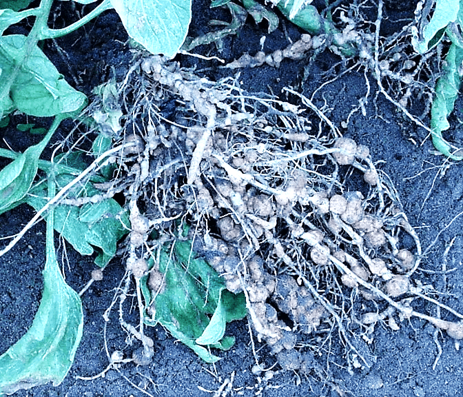 Tomato roots with RKN infestation 