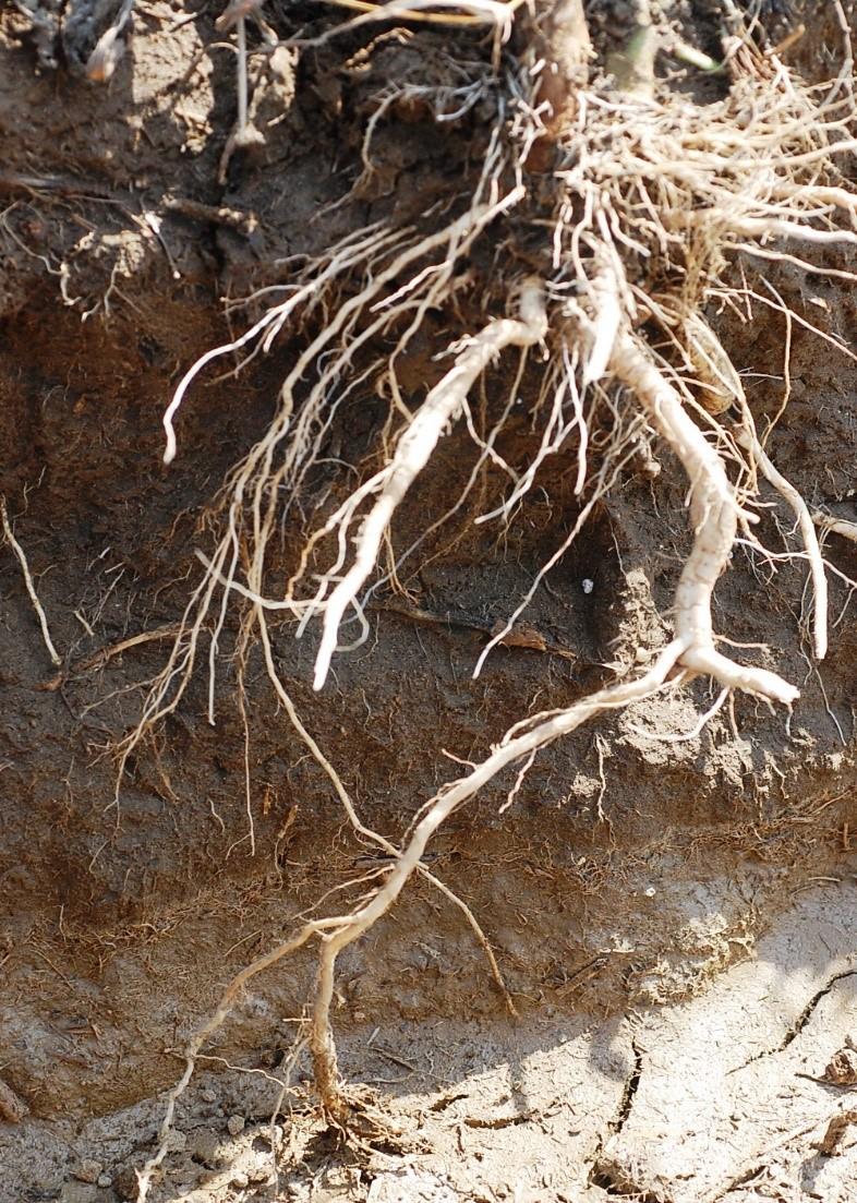 Tomato roots without RKN infestation