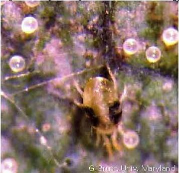 Two spotted spider mite female with eggs and fine webbing