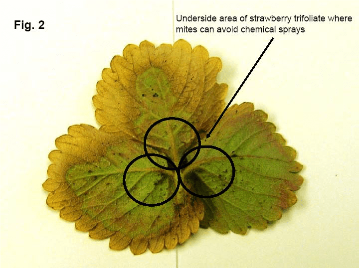 Underside areas of strawberry leaf where mites can hide from spray applications
