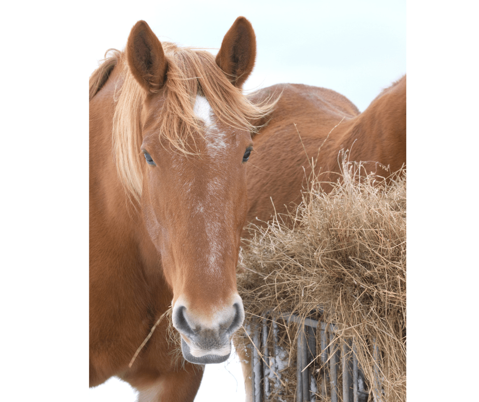 horse_winter hay feeder