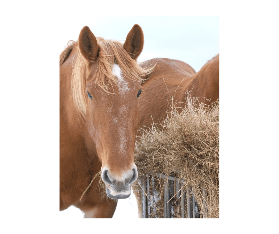 horse_winter hay 