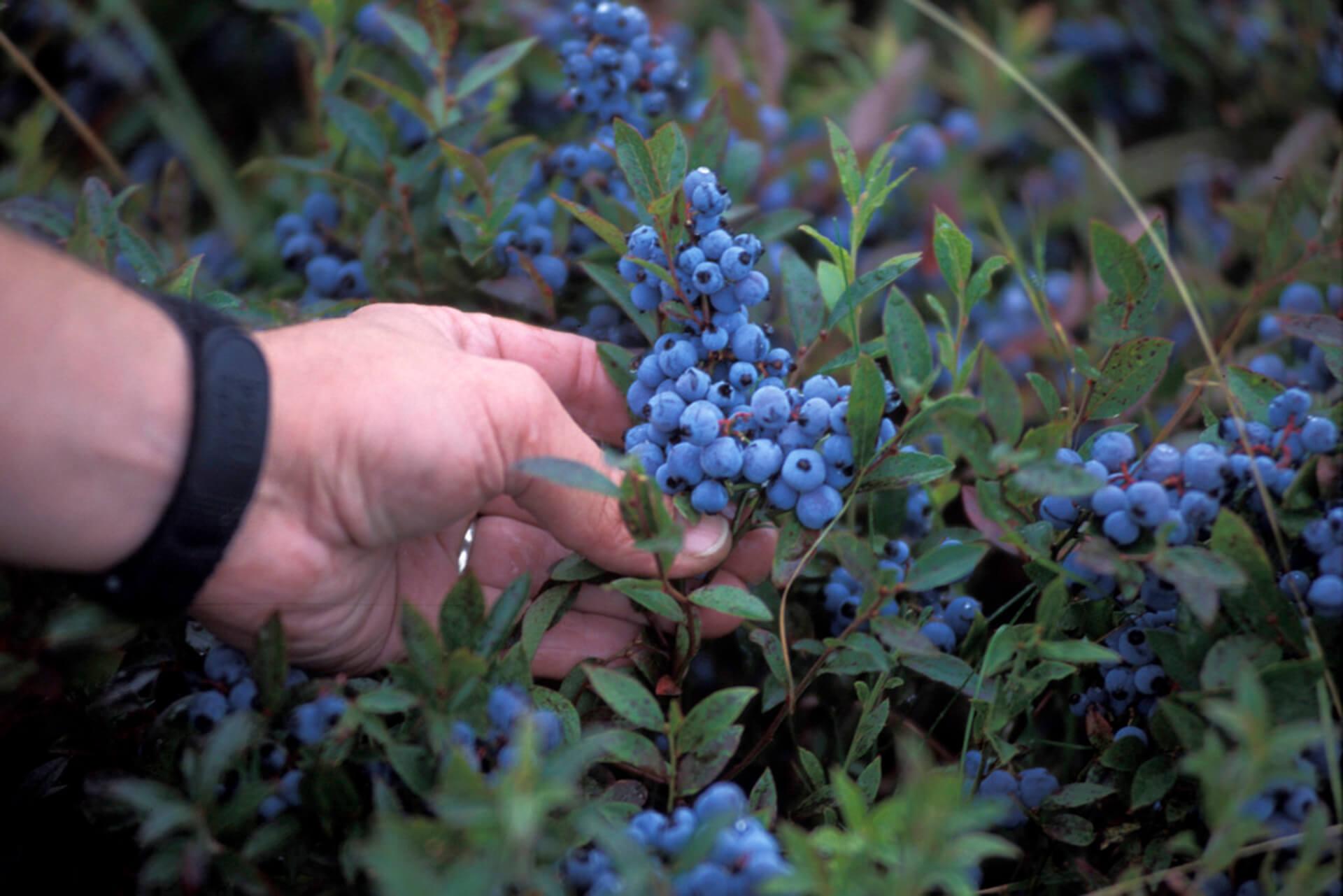 Hand holding a bushel of blueberries on a blueberry bush