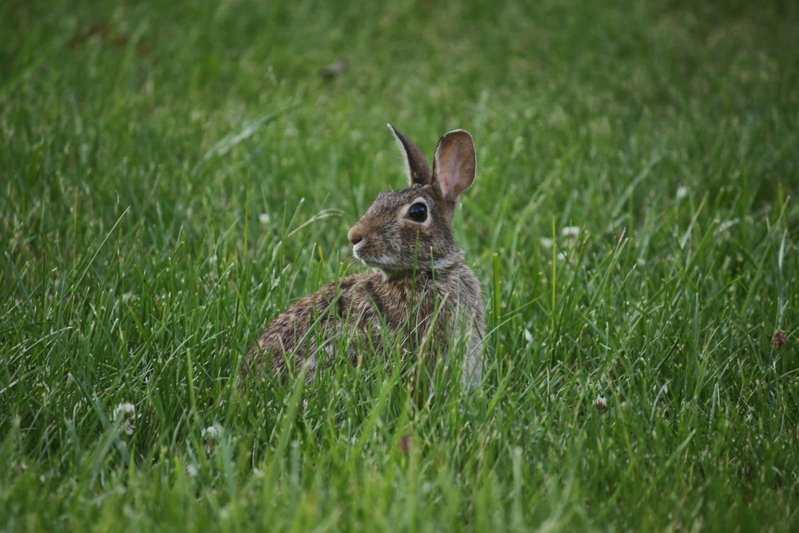 bunny rabbit in lawn