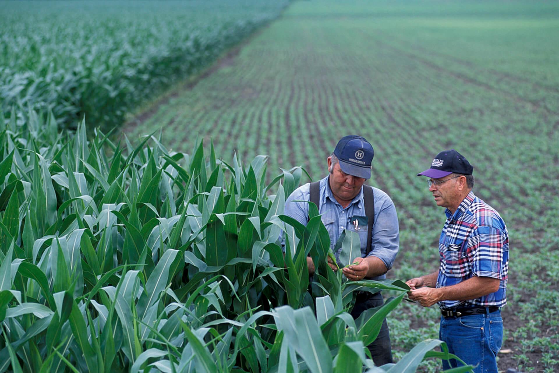 Two extension agents examine corn crop in the field