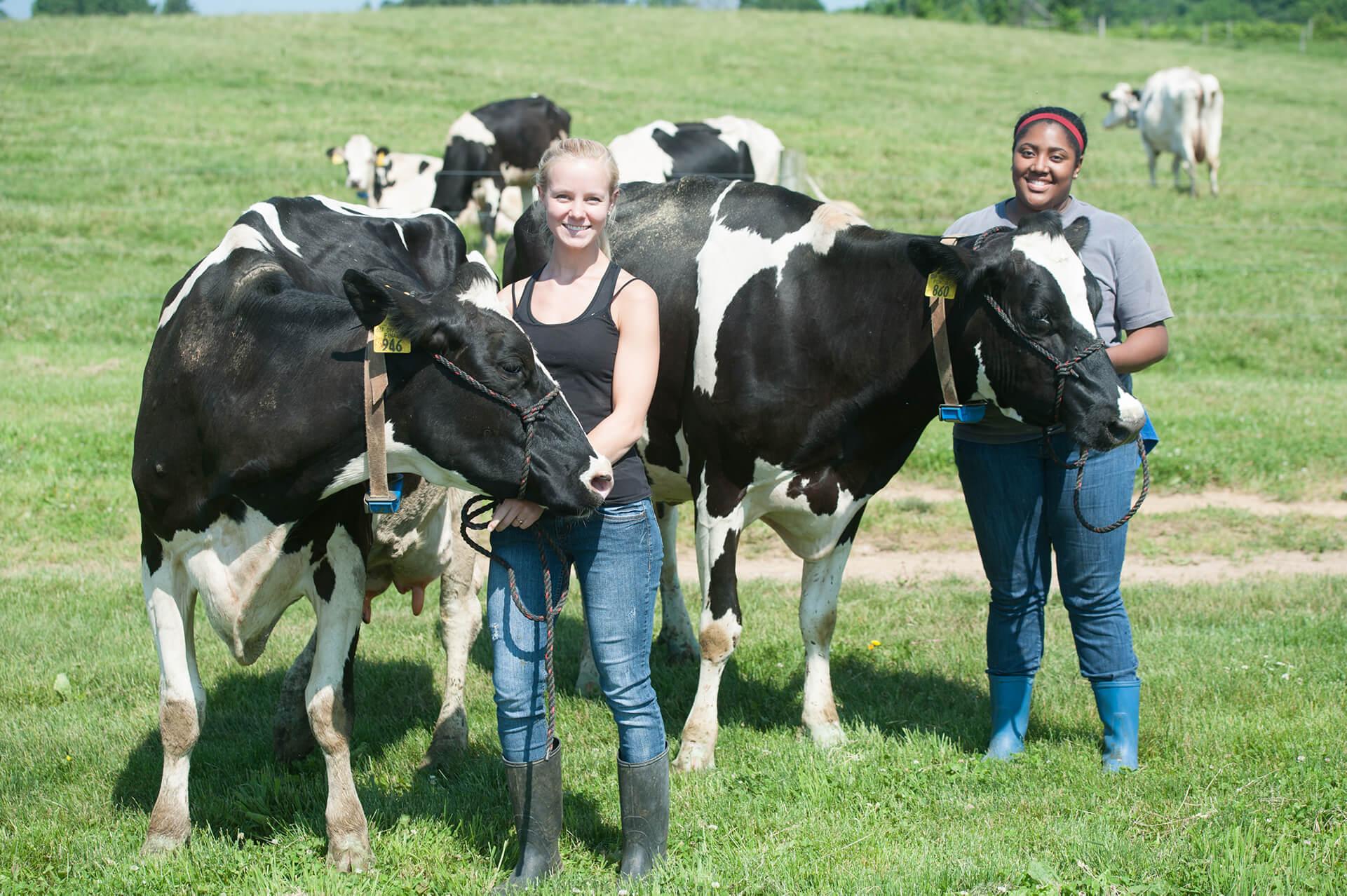 Two researchers standing with dairy cows, posing for the photo