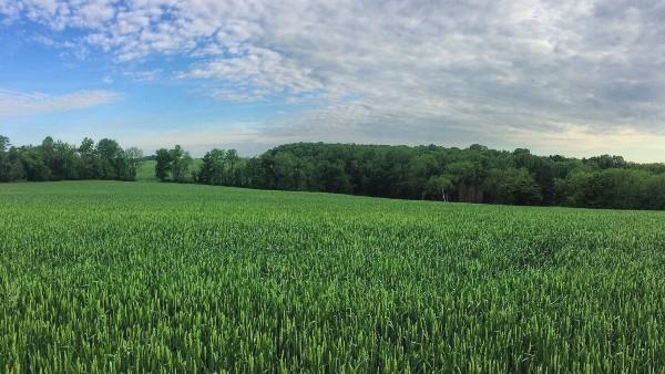 green farm field