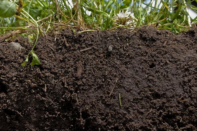 healthy soil profile