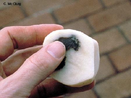 cut potato with dark rot inside