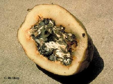 rot inside a cut potato