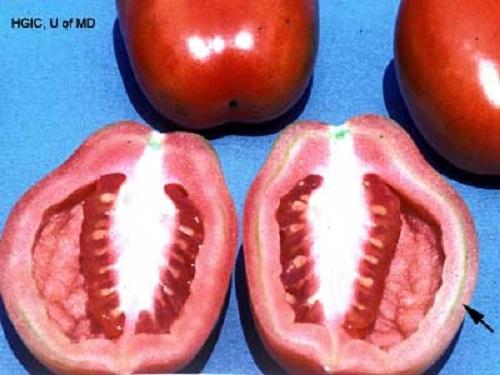 a cut tomato with white tissue inside