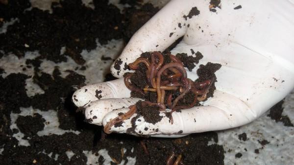 worm compost and worms