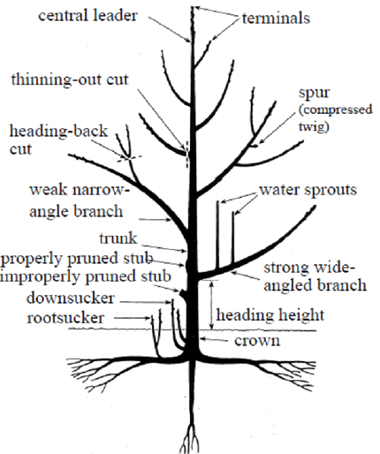 illustration defining tree fruit pruning terms