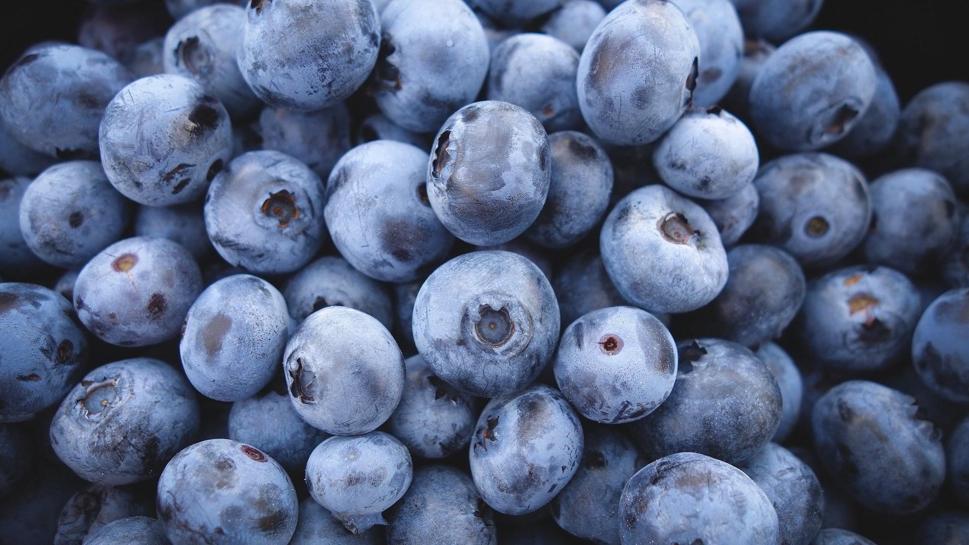 blueberry closeup 