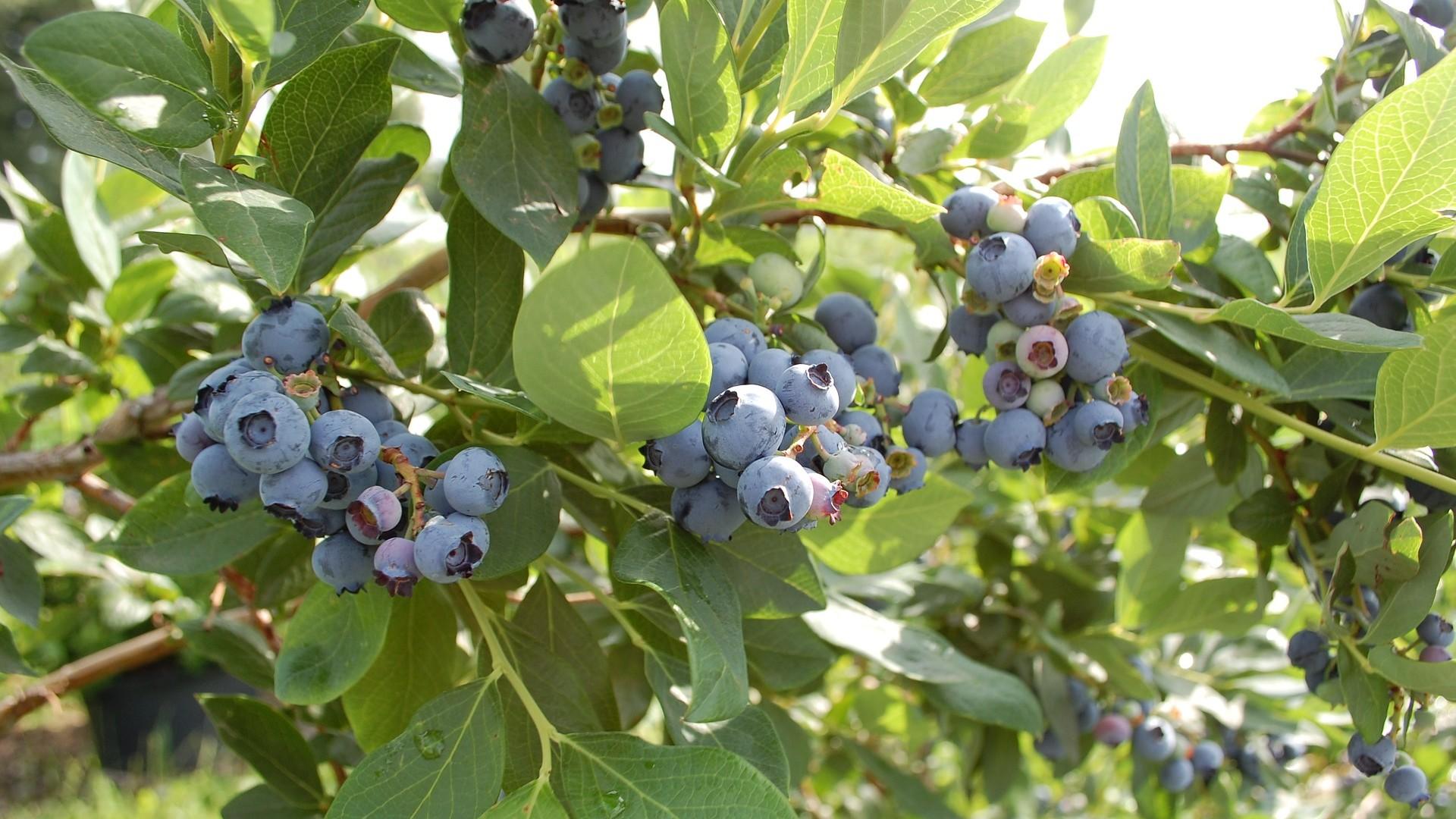 ripe blueberries on a shrub