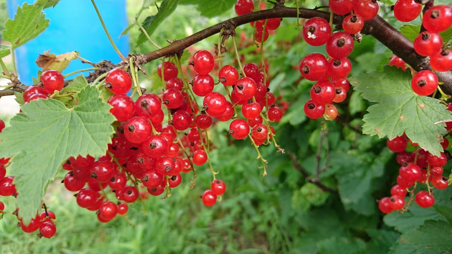 Growing Currants, Elderberries | University of Maryland Extension