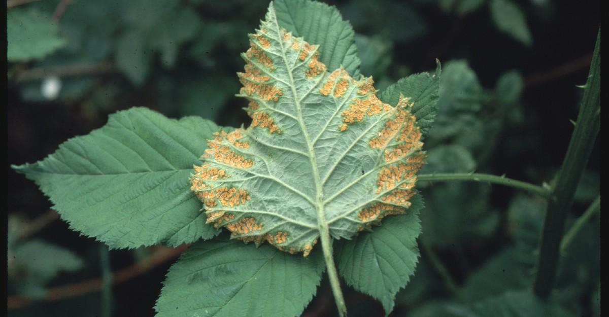 orange rust disease on blackberry foliage