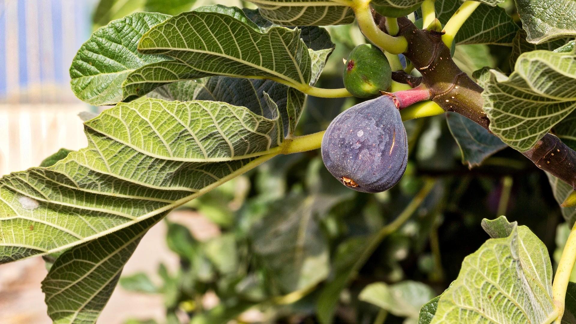ripening figs on a tree