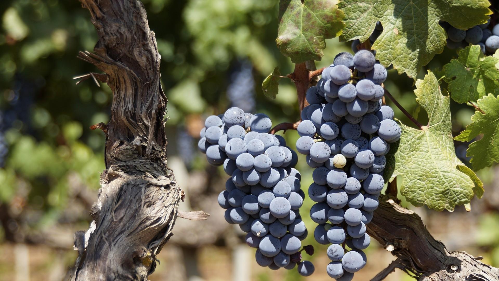 Planting on sale table grapes