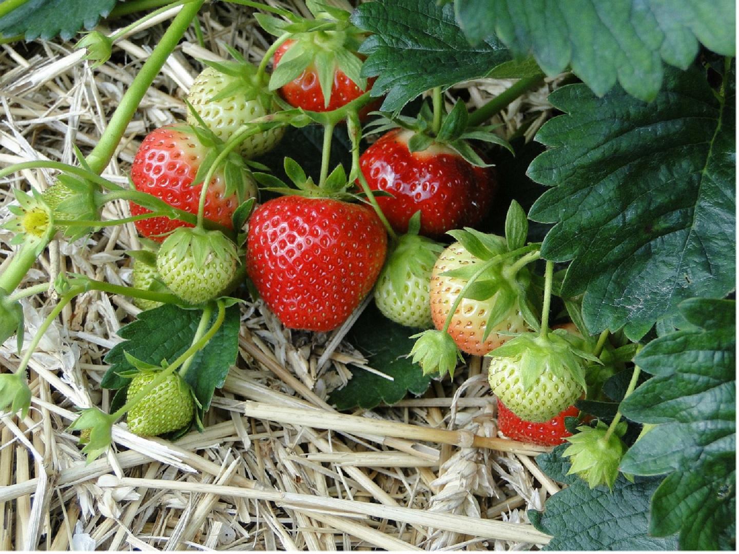 strawberries in the garden mulched with straw