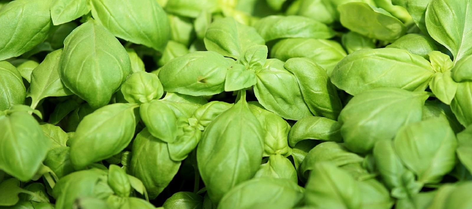 Basil University of Maryland Extension